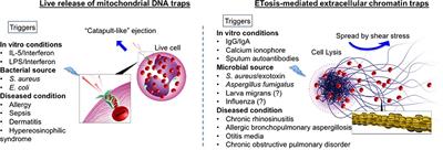 Eosinophil Extracellular Traps and Inflammatory Pathologies—Untangling the Web!